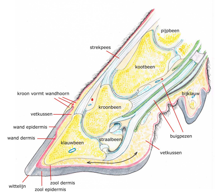 Anatomie van de klauw