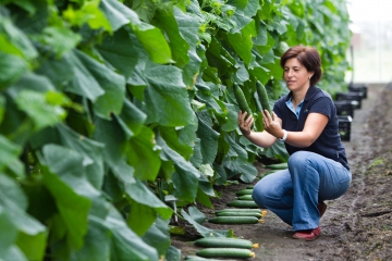 DUS-onderzoek verschillende nieuwe komkommerrassen bij Naktuinbouw in Roelofarendsveen. Bron: Naktuinbouw.