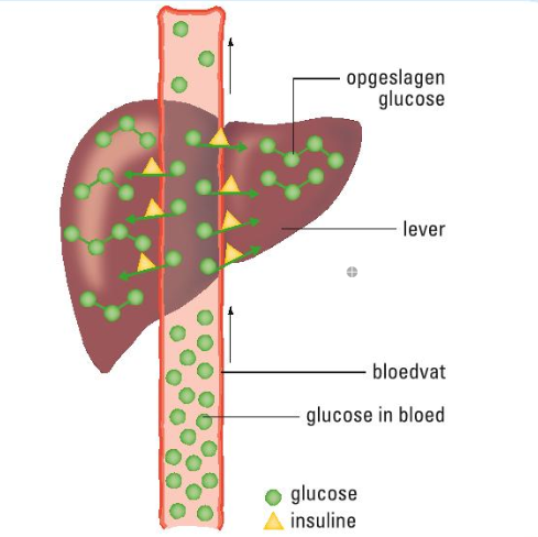 Afbeelding 3: Glucose wordt opgeslagen in de spieren en lever, hier zorgt insuline voor.