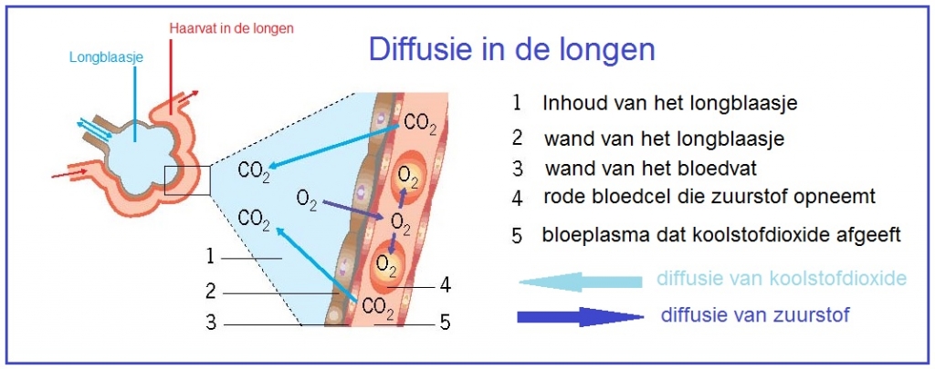 Bron: biologielessen.nl - Difussie in de longen