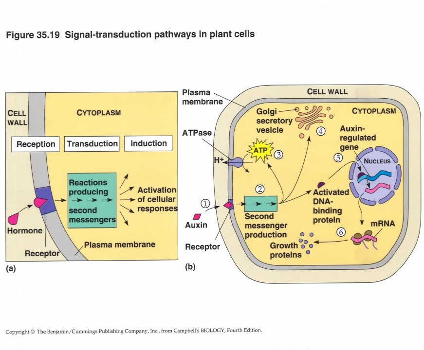 Signaaloverdracht in plantencellen