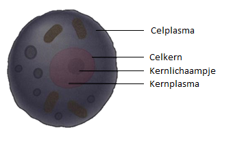 De opbouw van een cel