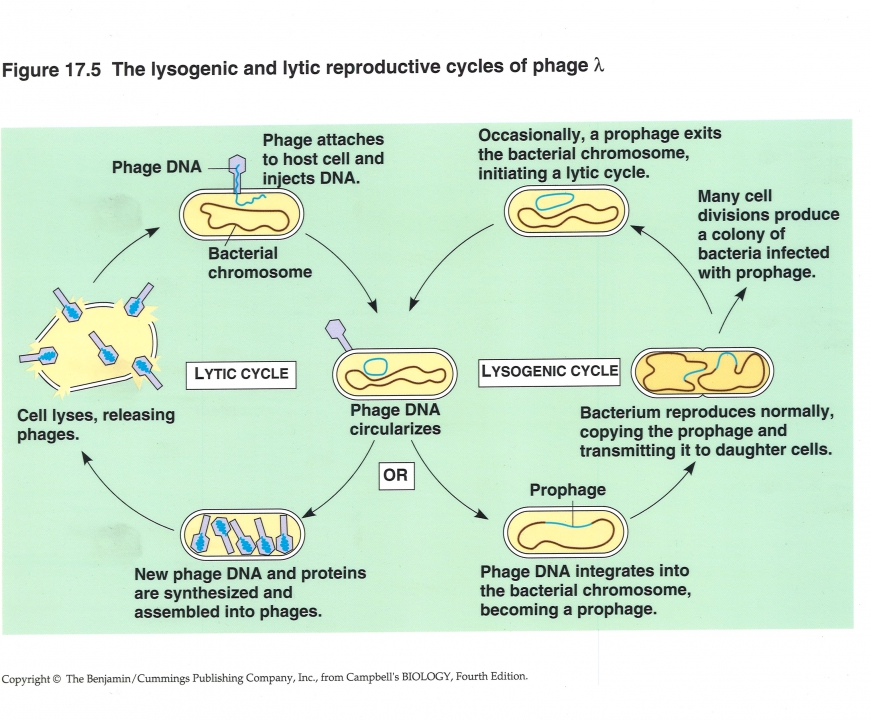 Lysogene virale cyclus