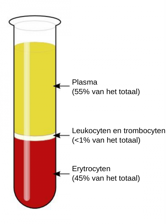 bloedplasma