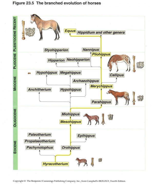 Evolutie van het paard