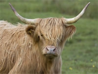 De Schotse Hooglander loopt in de vrije natuur.