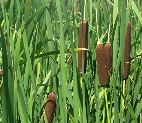 Typha