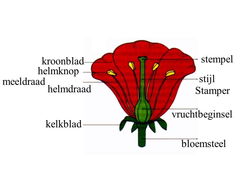 bloemdelen