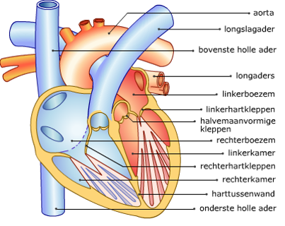Doorsnede van het hart