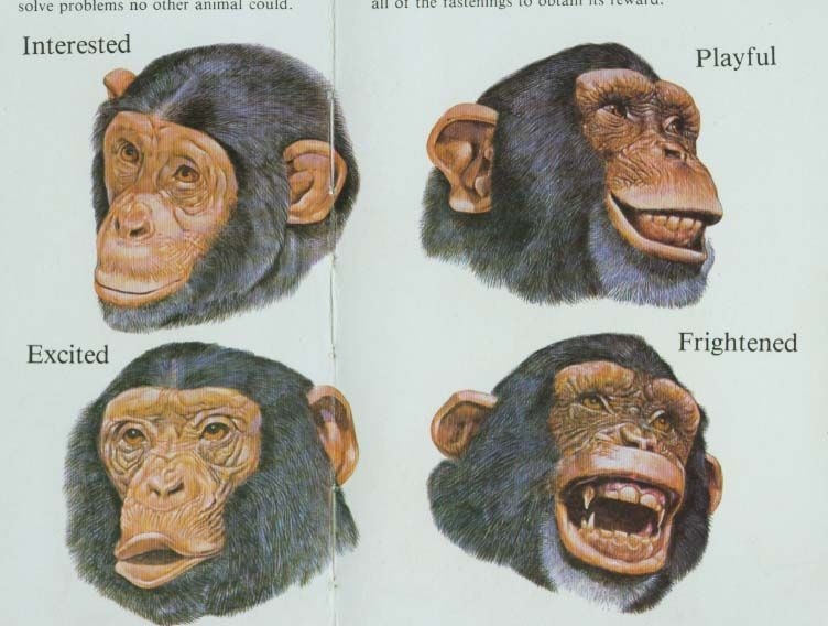 Afbeelding 2: Gezichtsuitdrukkingen van een chimpansee
