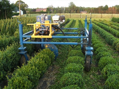 Snoeien van Buxus