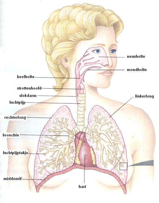 ademhalingstelsel figuur 2