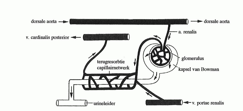 nierpoortadersysteem