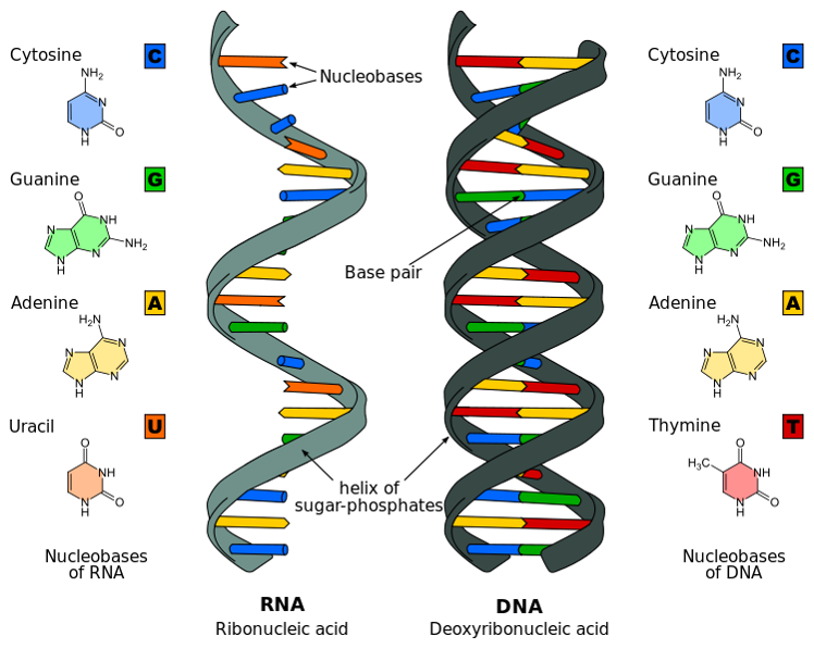 Verschil RNA en DNA