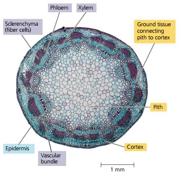 Dit is een schematische weergave van de stam van een tweezaadlobbige!