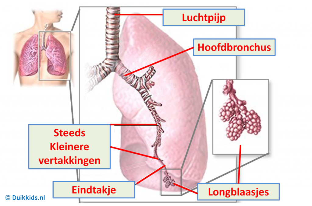 opbouw van de long