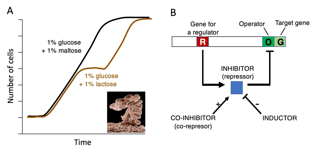 Figure 20.3 Basic principles of gene activity regulation were described in Escherichia coli. (A) Growth of E. coli is smooth when in the presence of glucose + maltose. However, when E. coli cells are cultured in a medium containing glucose + lactose as a carbon source, the bacteria first use up all the glucose and only after several tens of minutes of adaptation begin to use lactose and continue to grow. (B) Simplified diagram of the circuit that regulates the activity of genes that encode proteins involved in lactose catabolism, respectively. 