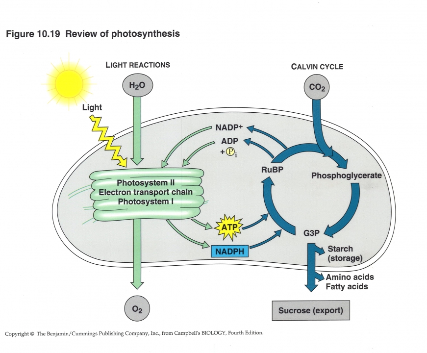 Overzicht fotosynthese