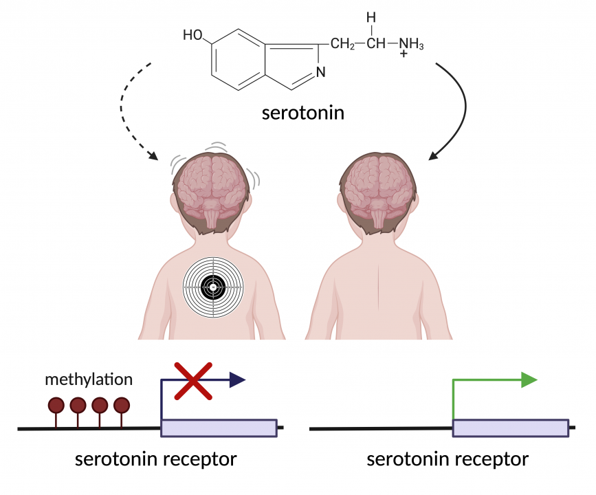 Figure 7.2 Bullying alters serotonin receptor expression. Bullying of one of the identical twins was observed to increase methylation of the promoter of the serotonin receptor gene, reducing the amount of serotonin in cells.