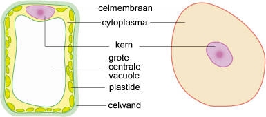 In de afbeelding hierboven worden een plantencel vergeleken met de cel van een mens/dier. De bladgroenkorrels worden hier plastiden genoemd, dit is de wetenschappelijke naam. Als je naar de afbeelding kijkt zie je ook waarom wij als mens geen fotosynthese kunnen doen en dus geen energie uit zonlicht kunnen halen.