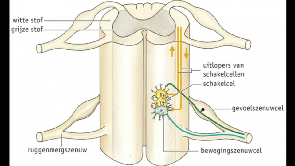 Afbeelding 2 Ruggenmerg met zenuwknoop