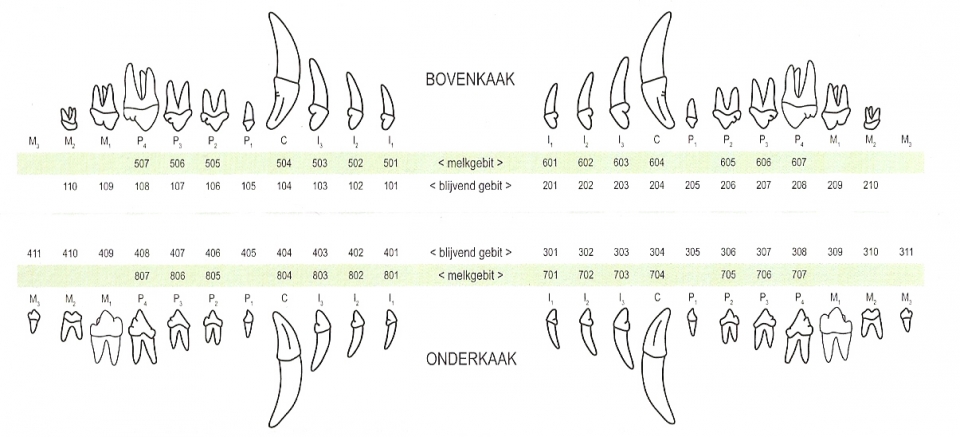 Analoge gebitsregistratiekaart Hond