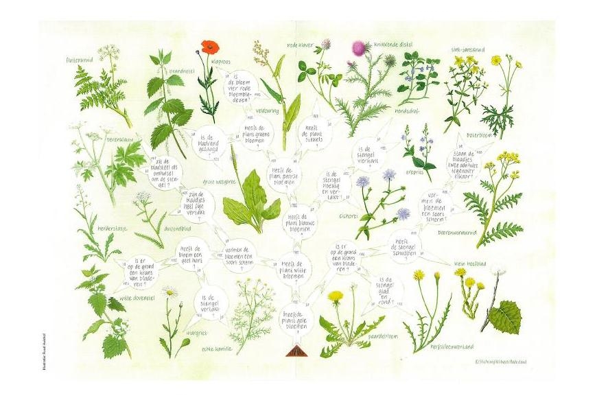 Met deze zoekkaart kun je determineren welke plant je in de berm hebt gevonden.
