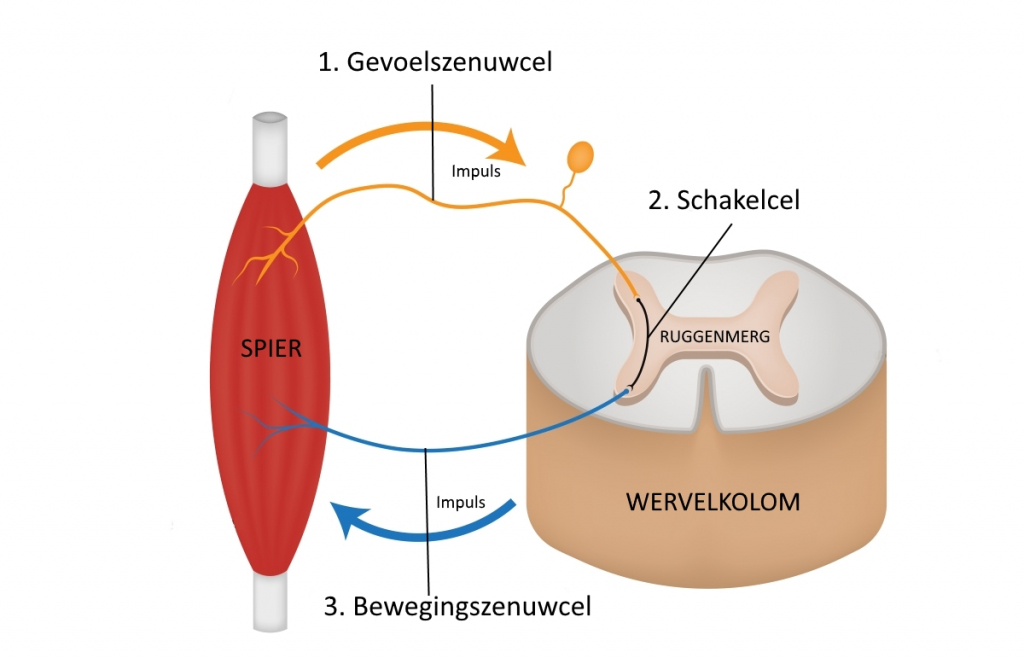 Bronafbeelding biologielessen.nl