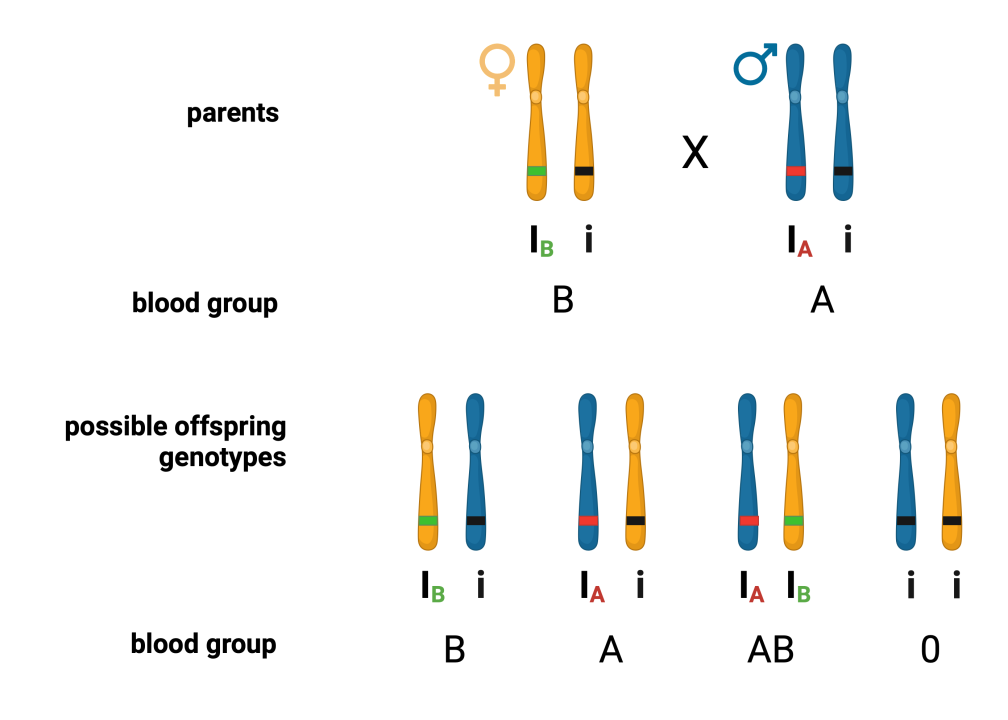 Figure 15.1 Inheritance of blood groups. Schematic representation of possible genotypes in the offspring of parents with IBi and IAi genotypes.