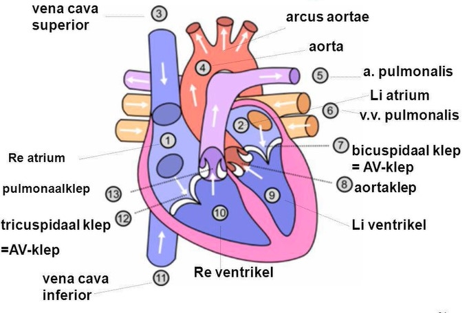 Benamingen van de bloedvaten in het hart