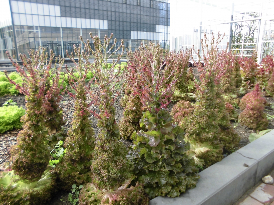 Misschien heb je nog nooit een slaplant zien bloeien. Dat kan kloppen, want tijdens de teelt is het niet de bedoeling dat de planten in bloei schieten. De veredelaar laat dit wel gebeuren, om kruisingen te kunnen maken. Bron: CAH Vilentum.