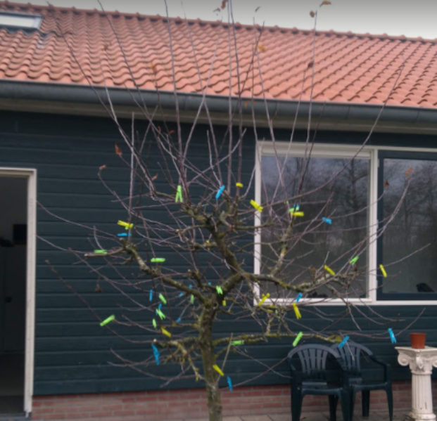 Fruitboom snoeien op de schooltuin.