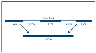 Figuur 12: Een gen vertaald in pre-mRNA bevat nog stukken die moeten worden verwijderd. Na splicing ontstaat mRNA. (bron: NLT module)