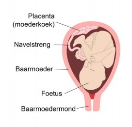 Baarmoeder met een normale placenta
