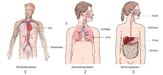 Afbeelding 2: Belangrijkste orgaanstelsels