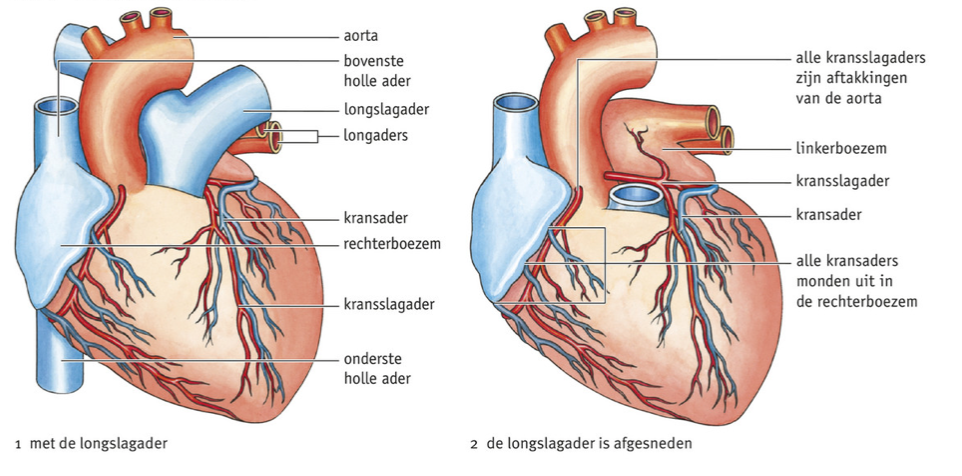 bron: Malmberg