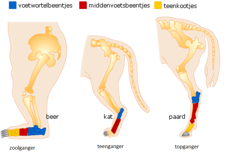 zoolganger, teenganger, topganger