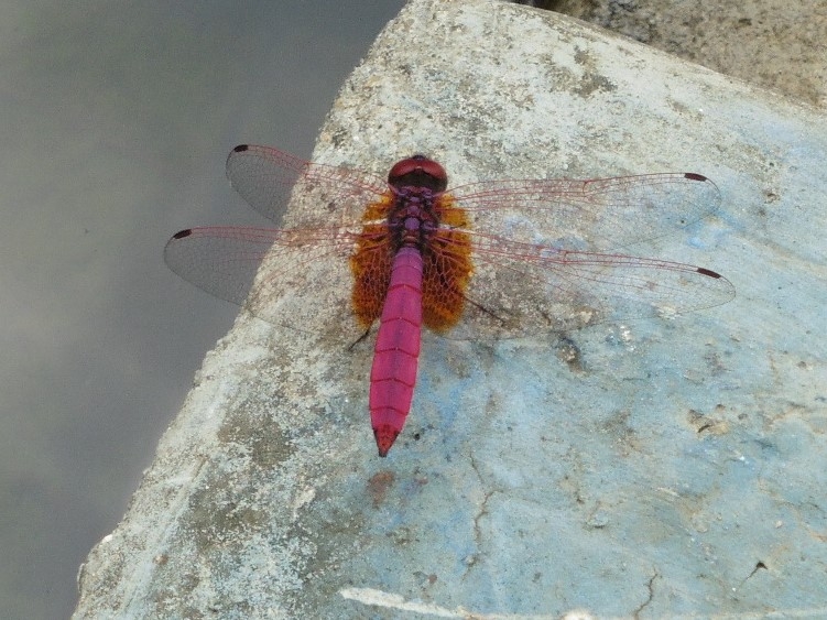 Een dragonfly, gesnapt op de rand van een kweekvijver voor waterlelies