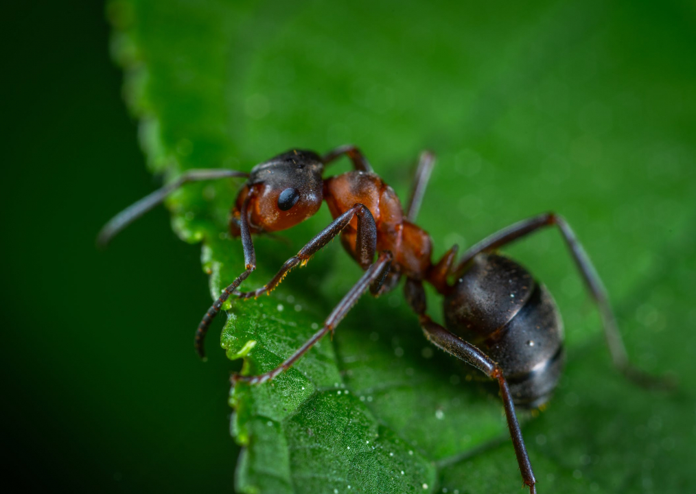 Zespotigen (insecten) bestaan meestal uit een kop, romp en staart. De staart deel bevat dan segmenten.