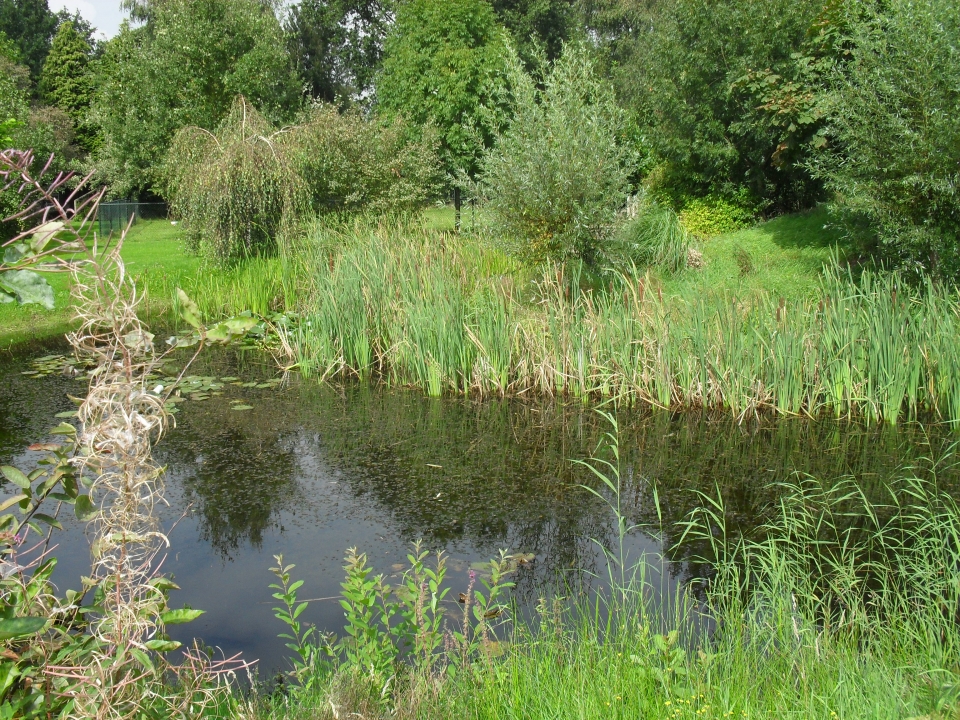 natuur vijver