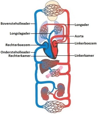 Foto van de bloedsomloop