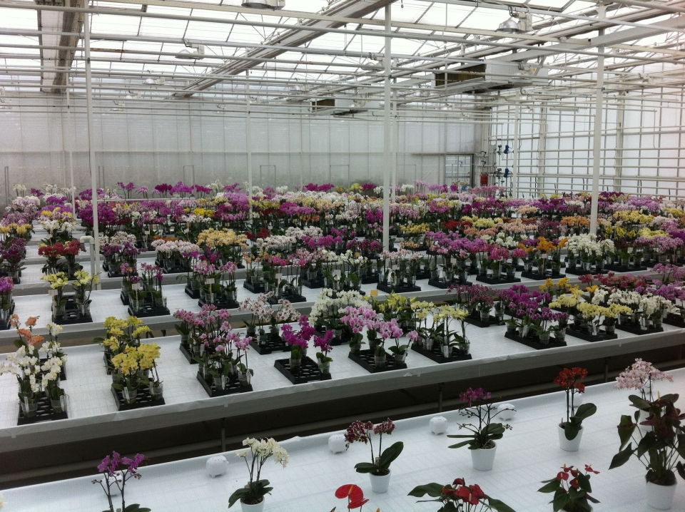 Een product van plantenveredeling: verschillende orchideeënrassen in de showkas van een veredelingsbedrijf. Bron: Anthura BV.