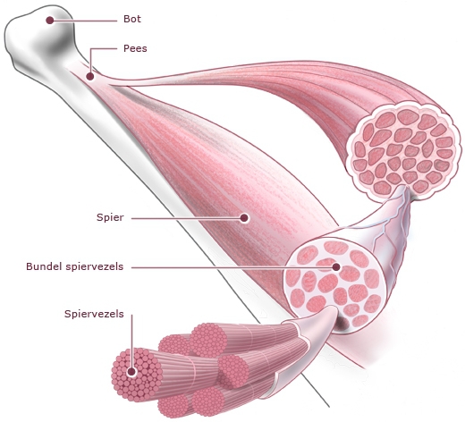 Bouw van een spier. Bron:http://www.bioplek.org/animaties/spieren_botten/bouwspier.html