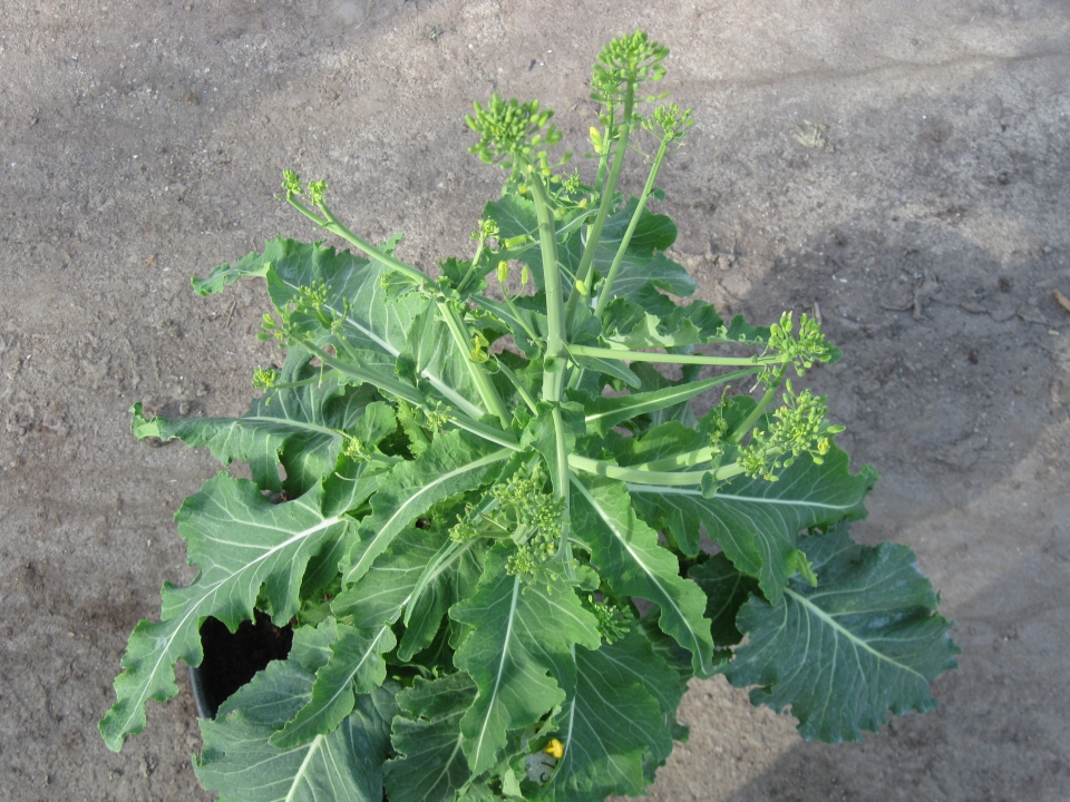 Deze plant lijkt al iets meer op een bloemkool, maar nog niet genoeg. Daarom wordt weer een kruising gemaakt met een bloemkool. Bron: Nickerson Zwaan.