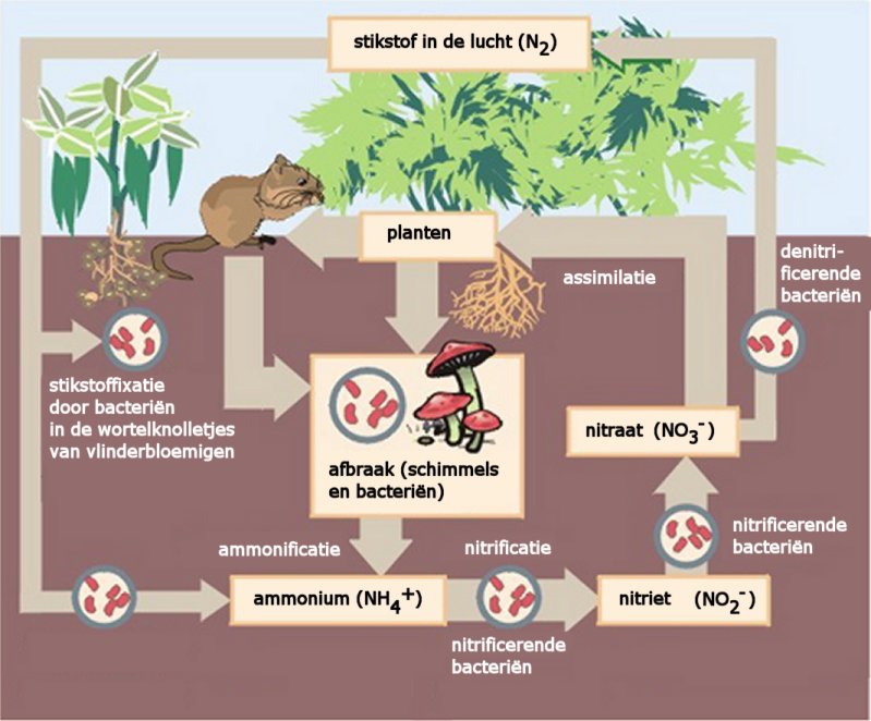 Stikstofkringloop