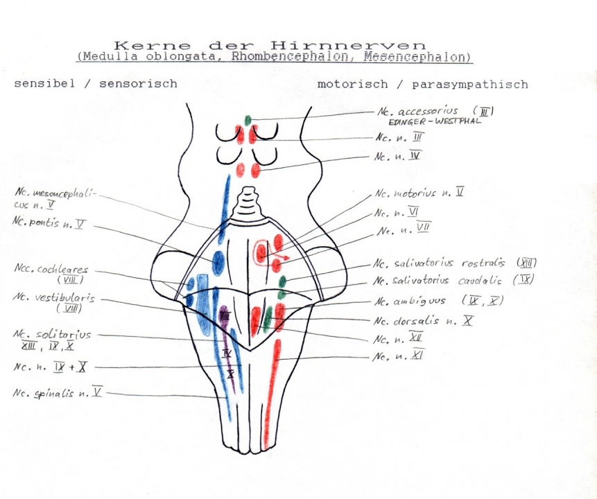 By Medicus of Borg - Own work, CC BY-SA 3.0