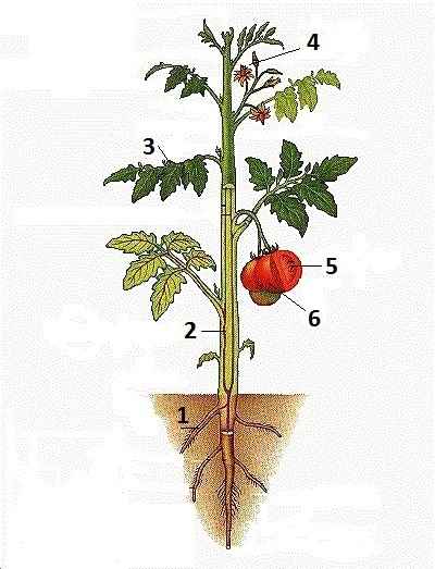 Plantschema