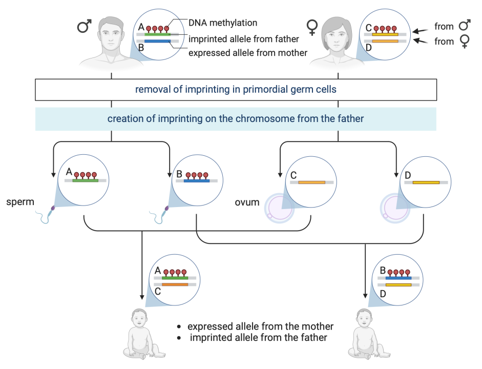 Figure 6.4 Principle of gene parental imprinting. For genes subject to imprinting, one allele is always imprinted during the formation of gametes, in this example the allele of paternal origin. Then, it does not matter which allele a man inherited from his father or mother, because he will pass both of his alleles on to the offspring as imprinted.