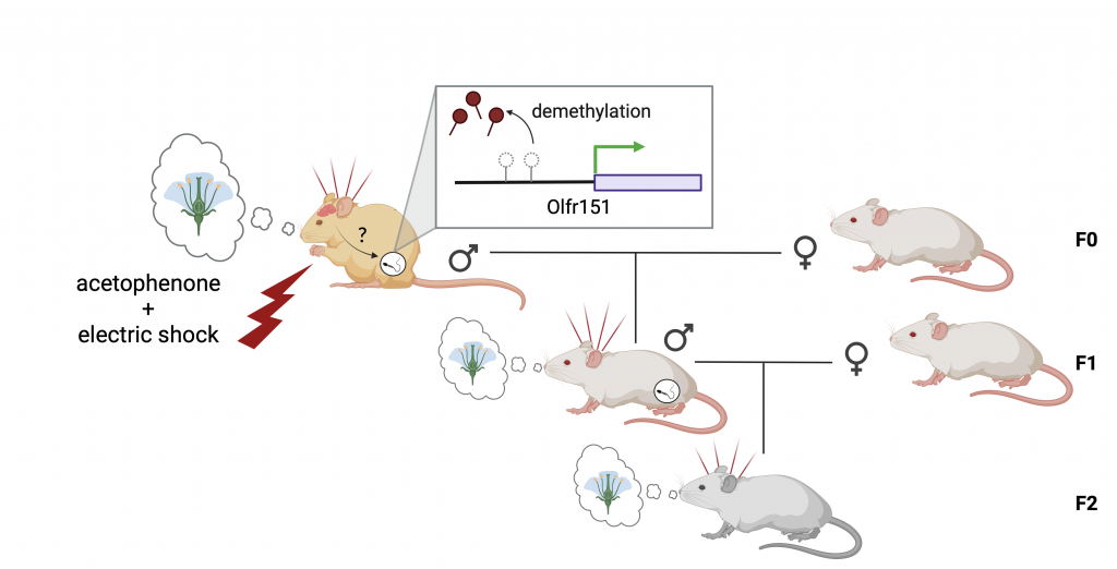 Figure 7.1 Transfer of the association of olfactory perception and pain to children and grandchildren. The olfactory sensation of the presence of acetophenone was associated with pain from an electrical stimulus  in male mice and inscribed in the epigenome of their gametes. Reduced methylation of the olfactory receptor Olfr151 caused the offspring of the F1 and F2 generations to be hypersensitive to the olfactory perception of acetophenone, even though they were never exposed to electric shock.