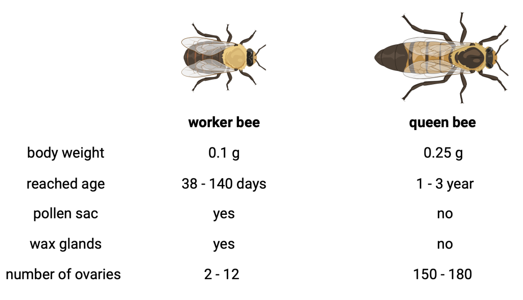 Figure 6.5 Differences between a queen bee and a worker bee. When comparing the western honey bee, the most fundamental difference is life expectancy and the number of ovaries between the worker (drones) and queen bee.